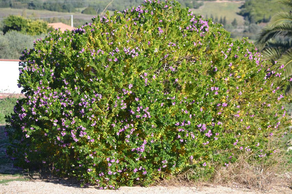 Agriturismo Gli Ulivi Ξενοδοχείο Castiadas Εξωτερικό φωτογραφία